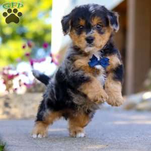 Bam Bam, Yorkie Poo Puppy